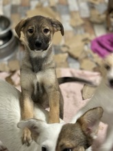 JACY, Hund, Mischlingshund in Rumänien