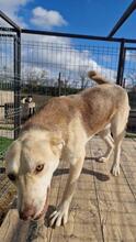 GINGER, Hund, Mischlingshund in Rumänien - Bild 14