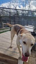 GINGER, Hund, Mischlingshund in Rumänien - Bild 15