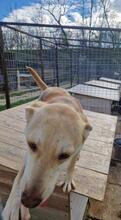 GINGER, Hund, Mischlingshund in Rumänien - Bild 18