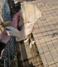 GINGER, Hund, Mischlingshund in Rumänien - Bild 20