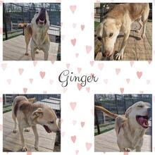 GINGER, Hund, Mischlingshund in Rumänien - Bild 21