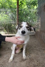 JOSCHI, Hund, Mischlingshund in Rumänien - Bild 7