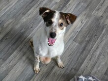 JOSCHI, Hund, Mischlingshund in Selfkant