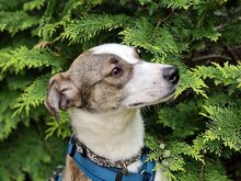 SABINA, Hund, Mischlingshund in Augustdorf - Bild 1