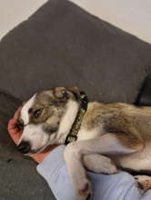SABINA, Hund, Mischlingshund in Augustdorf - Bild 2