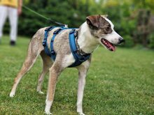 SABINA, Hund, Mischlingshund in Augustdorf - Bild 3