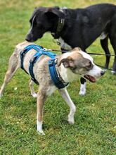 SABINA, Hund, Mischlingshund in Augustdorf - Bild 4