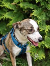 SABINA, Hund, Mischlingshund in Augustdorf - Bild 5