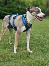SABINA, Hund, Mischlingshund in Augustdorf - Bild 7
