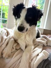 COLIN, Hund, Mischlingshund in Steinheim - Bild 1