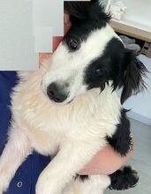 COLIN, Hund, Mischlingshund in Steinheim - Bild 2