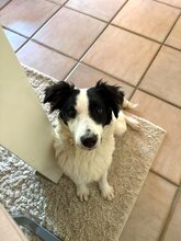 COLIN, Hund, Mischlingshund in Steinheim - Bild 3