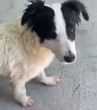 COLIN, Hund, Mischlingshund in Steinheim - Bild 4