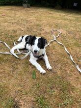 COLIN, Hund, Mischlingshund in Steinheim - Bild 5