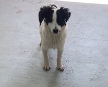 COLIN, Hund, Mischlingshund in Steinheim - Bild 6