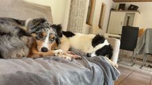 COLIN, Hund, Mischlingshund in Steinheim - Bild 7
