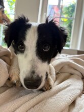 COLIN, Hund, Mischlingshund in Steinheim - Bild 8