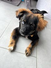 MATS, Hund, Mischlingshund in Roding