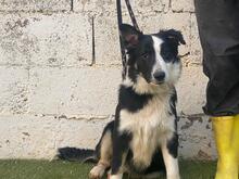 UTRE, Hund, Border Collie-Mix in Spanien - Bild 1