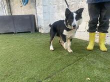 UTRE, Hund, Border Collie-Mix in Spanien - Bild 10