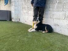 UTRE, Hund, Border Collie-Mix in Spanien - Bild 11