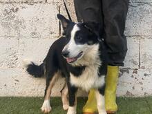 UTRE, Hund, Border Collie-Mix in Spanien - Bild 2