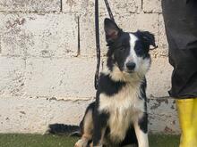 UTRE, Hund, Border Collie-Mix in Spanien - Bild 3