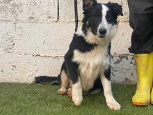 UTRE, Hund, Border Collie-Mix in Spanien - Bild 4