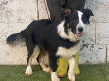UTRE, Hund, Border Collie-Mix in Spanien - Bild 5