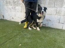 UTRE, Hund, Border Collie-Mix in Spanien - Bild 6
