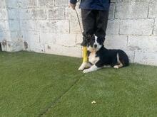 UTRE, Hund, Border Collie-Mix in Spanien - Bild 7