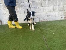 UTRE, Hund, Border Collie-Mix in Spanien - Bild 8