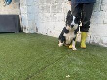 UTRE, Hund, Border Collie-Mix in Spanien - Bild 9