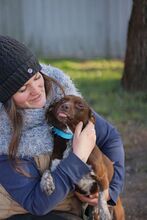 MELANIE, Hund, Mischlingshund in Wilkau-Haßlau - Bild 4