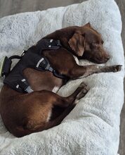 MELANIE, Hund, Mischlingshund in Wilkau-Haßlau - Bild 5