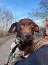 MELANIE, Hund, Mischlingshund in Wilkau-Haßlau - Bild 6