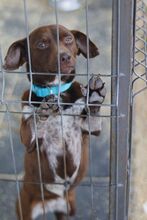 MELANIE, Hund, Mischlingshund in Wilkau-Haßlau - Bild 7