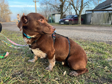 MELANIE, Hund, Mischlingshund in Wilkau-Haßlau - Bild 8