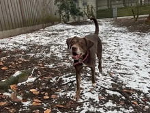 LUNA, Hund, Labrador-Mix in Hamburg - Bild 5