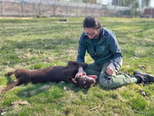 LUNA, Hund, Labrador-Mix in Hamburg - Bild 6