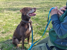 LUNA, Hund, Labrador-Mix in Hamburg - Bild 7