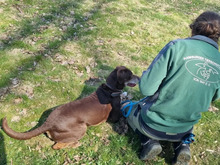 LUNA, Hund, Labrador-Mix in Hamburg - Bild 8