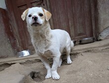 LUCIO, Hund, Mischlingshund in Rumänien - Bild 15