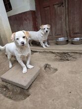 LUCIO, Hund, Mischlingshund in Rumänien - Bild 16