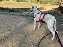 ESTRELLA2, Hund, Podenco-Pointer-Mix in Spanien - Bild 10