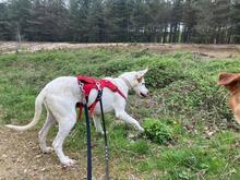 ESTRELLA2, Hund, Podenco-Pointer-Mix in Spanien - Bild 11