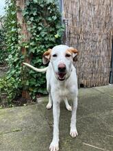 ESTRELLA2, Hund, Podenco-Pointer-Mix in Spanien - Bild 12
