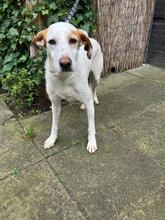 ESTRELLA2, Hund, Podenco-Pointer-Mix in Spanien - Bild 13