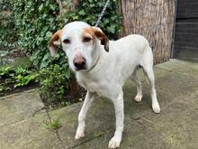 ESTRELLA2, Hund, Podenco-Pointer-Mix in Spanien - Bild 14